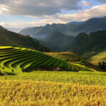 Photograph of crops in a mountainous region.