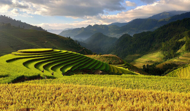 Photograph of crops in a mountainous region.