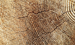 Close de um toco de árvore mostrando texturas detalhadas de anéis de crescimento anual e rachaduras naturais na madeira.